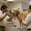 Family Pet Hospital of Stone Oak in San Antonio, TX