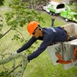 Ann Arbor Tree Service Pros in Ann Arbor, MI