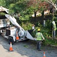Long Island Tree Service in Holbrook, NY