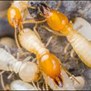 Accuracy Plus Termite And Pest Control in Brea, CA