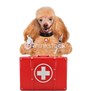 Healthy Pets Mobile Veterinary Services in Tampa, FL