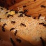 Barrett Pest & Termite Services in Winchester, VA