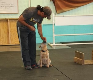 Happy Dogs Boarding and Training