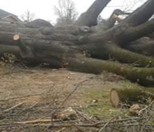 Belinda Buie's Lumberjack Tree Service & Stump Removal LLC