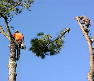 Long Island Tree Service