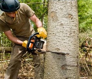 Ann Arbor Tree Service Pros