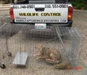 Animal Capture Wildlife Control