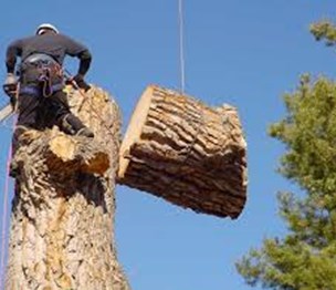 Southern Tree Services