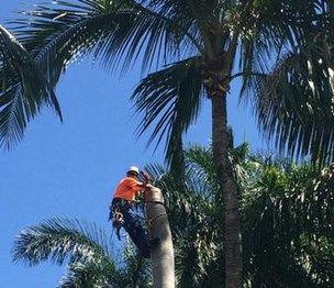 Boca Raton Tree Service
