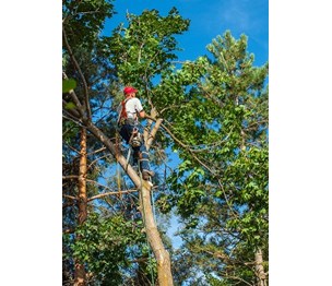 Perfect Ascent Tree Service
