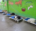 Cots_Dog_Daycare_in_Los_Angeles_CA_WagVille.jpg