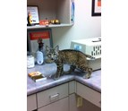 Exotic_animal_hospital_in_san_antonio_TX.jpg