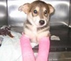Helping_Animals_Walker_Veterinary_Hospital_Stockton_CA.jpg
