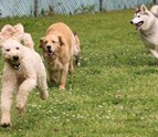Our_doggy_daycare_service_gives_dogs_an_outlet_to_release_energy_when_their_owners_can_t_be_there_with_them.jpg