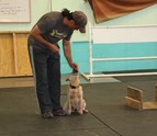 Our_philosophy_is_to_only_use_gentle_and_positive_training_techniques_that_results_in_highly_obedient_dogs.jpg