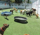 Outdoor_Dog_Daycare_in_Los_Angeles_CA_WagVille.jpg