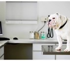 Pet_clinic_Chester_VA_23836.png