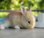 Rabbits_Oakland_Park_FL.jpg
