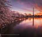 cherry_blossom_washington_dc_sunrise.jpg