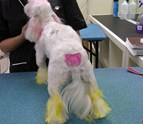 pet_grooming_school.jpg