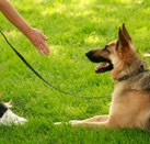 DogTraining1.jpeg