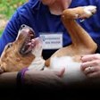 Humane Society of Greater Miami North in North Miami Beach, FL