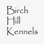 Birch Hill Kennels in Northfield, NH