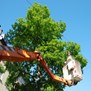 Whispering Tree Service in Port Haywood, VA