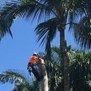 Boca Raton Tree Service in Boca Raton, FL