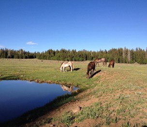 Red Canyon Trail Rides