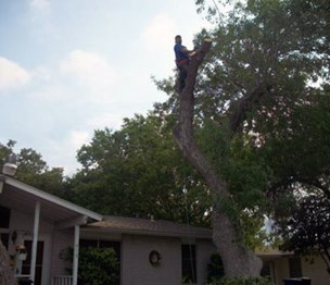 Above All Tree Service