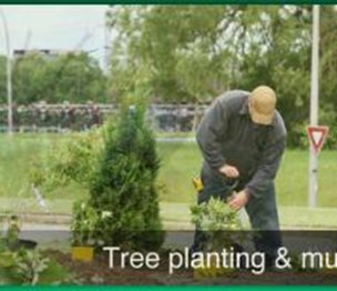 Darryl's Tree Service
