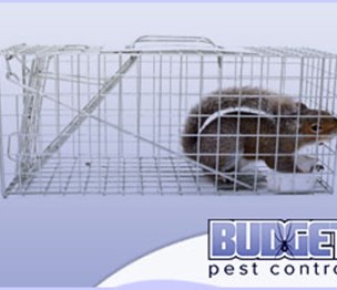 Budget Pest Control
