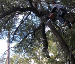 Above All Tree Service