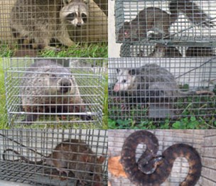 Animal Capture Wildlife Control