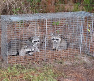 Animal Capture Wildlife Control