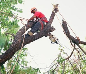 Bay Area Tree Specialists