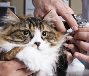 Whitney’s Perfect Pet Grooming