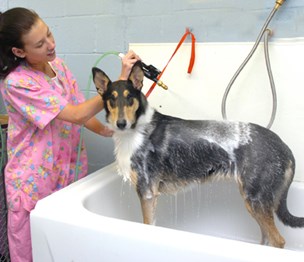 Royalton Kennels