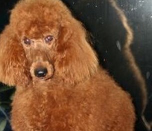 Black Pine AKC Standard Poodles