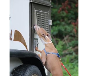Happy Dogs Boarding and Training