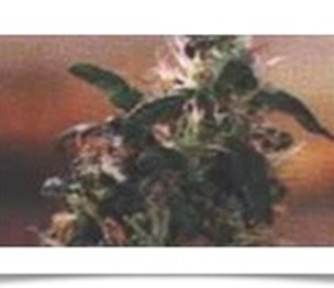 Denver Marijuana Online