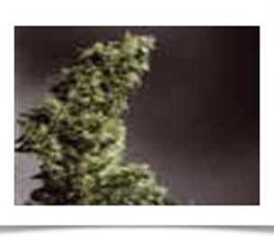 Denver Marijuana Online