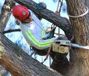 Bay Area Tree Specialists