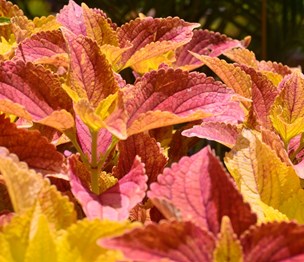 Bloom Nursery