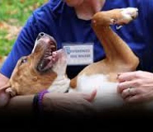 Humane Society of Greater Miami North