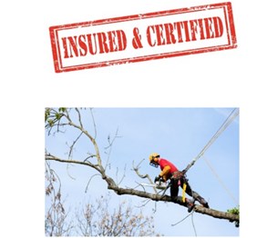 Sarasota Tree Care & Services