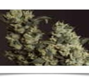 Denver Marijuana Online