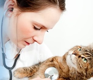 DPC Veterinary Hospital