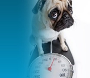 DPC Veterinary Hospital